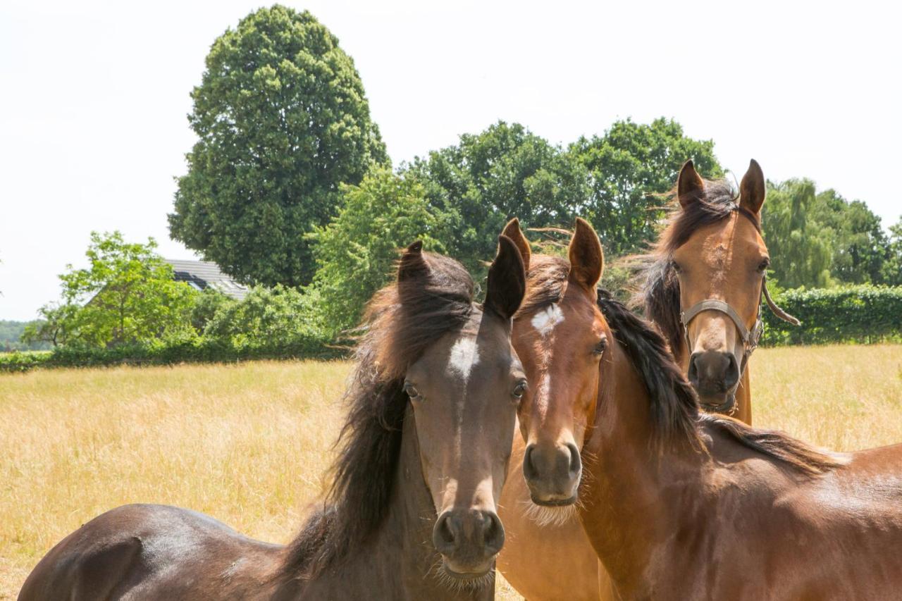 B&B De Nieuwenhof 'De Voorkamer' Melderslo エクステリア 写真